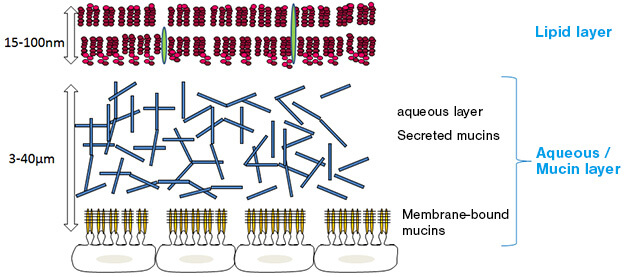 Fig. 1: Structure of the tear film