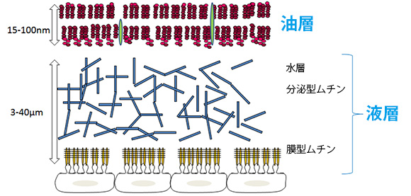 (図1) 涙液の構造