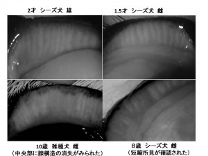 犬上眼瞼のマイボグラフィ像