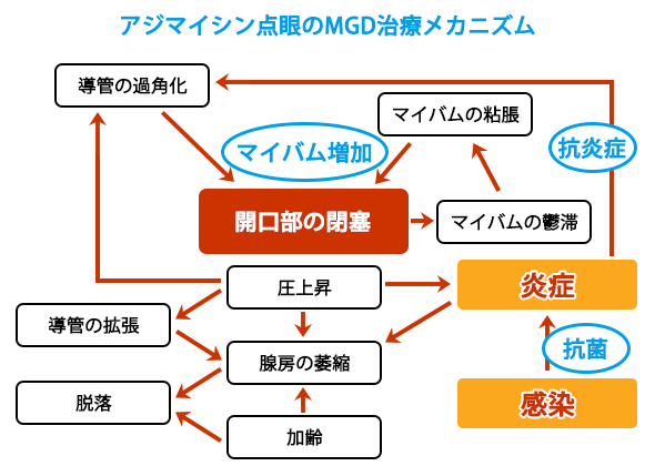 アジマイシン点眼のMGD治療メカニズム